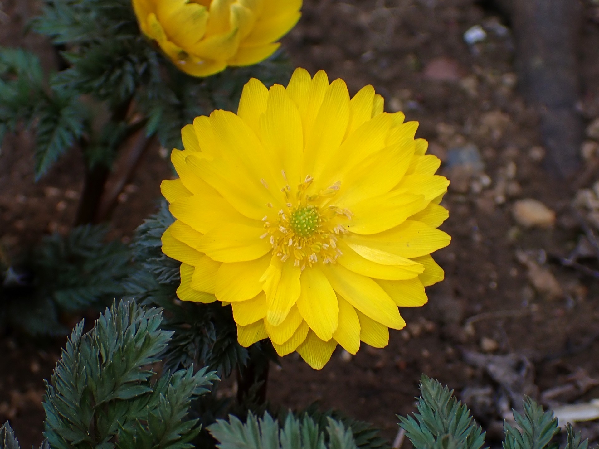 フクジュソウの高画質写真です。横浜市で、2026年2月21日に撮影したものです。