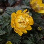 フクジュソウ の高画質写真です。横浜市で、2026年2月21日に撮影したものです。