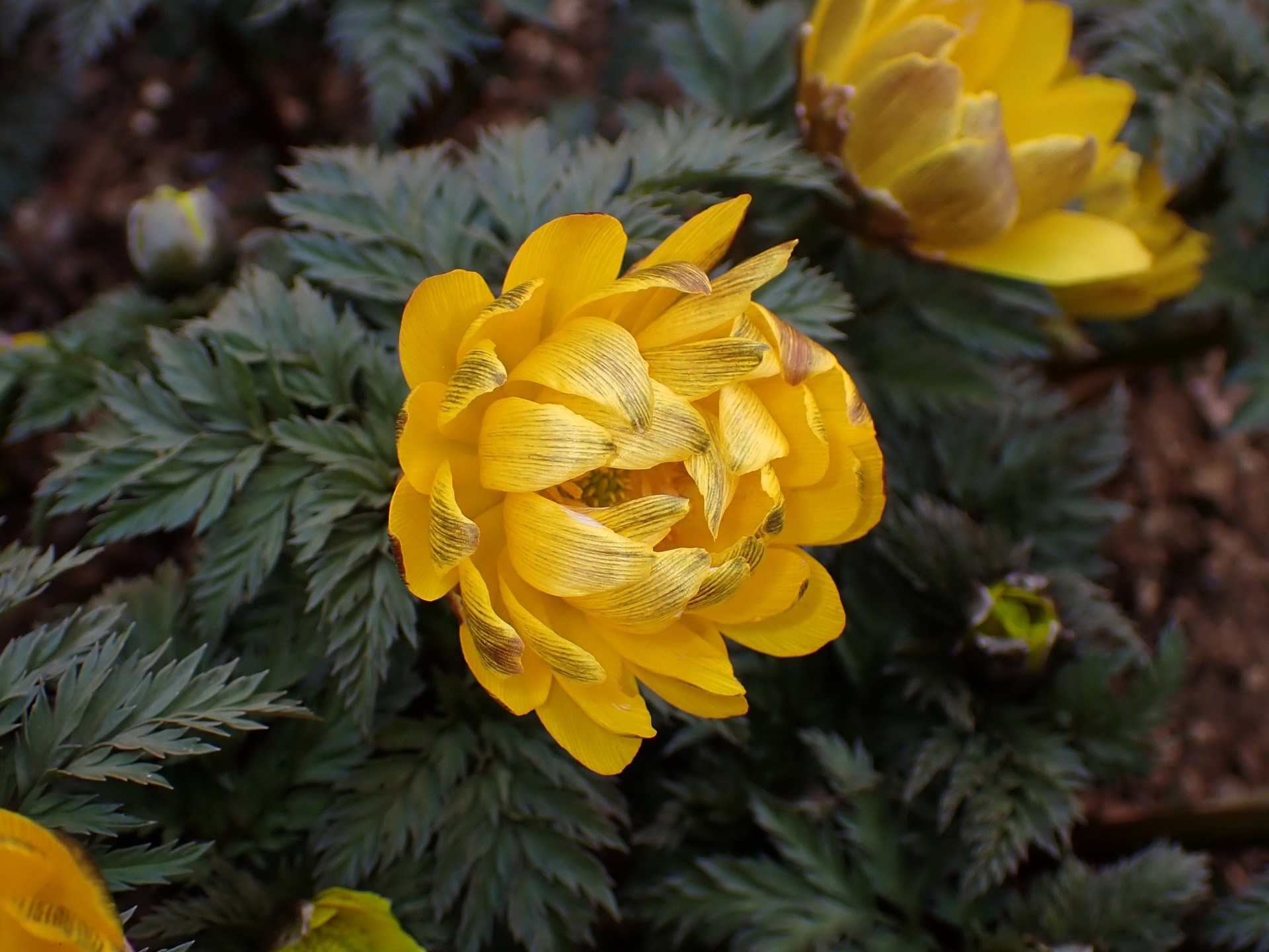 フクジュソウの高画質写真です。横浜市で、2026年2月21日に撮影したものです。