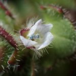 フラサバソウ の高画質写真です。横浜市で、2026年2月22日に撮影したものです。