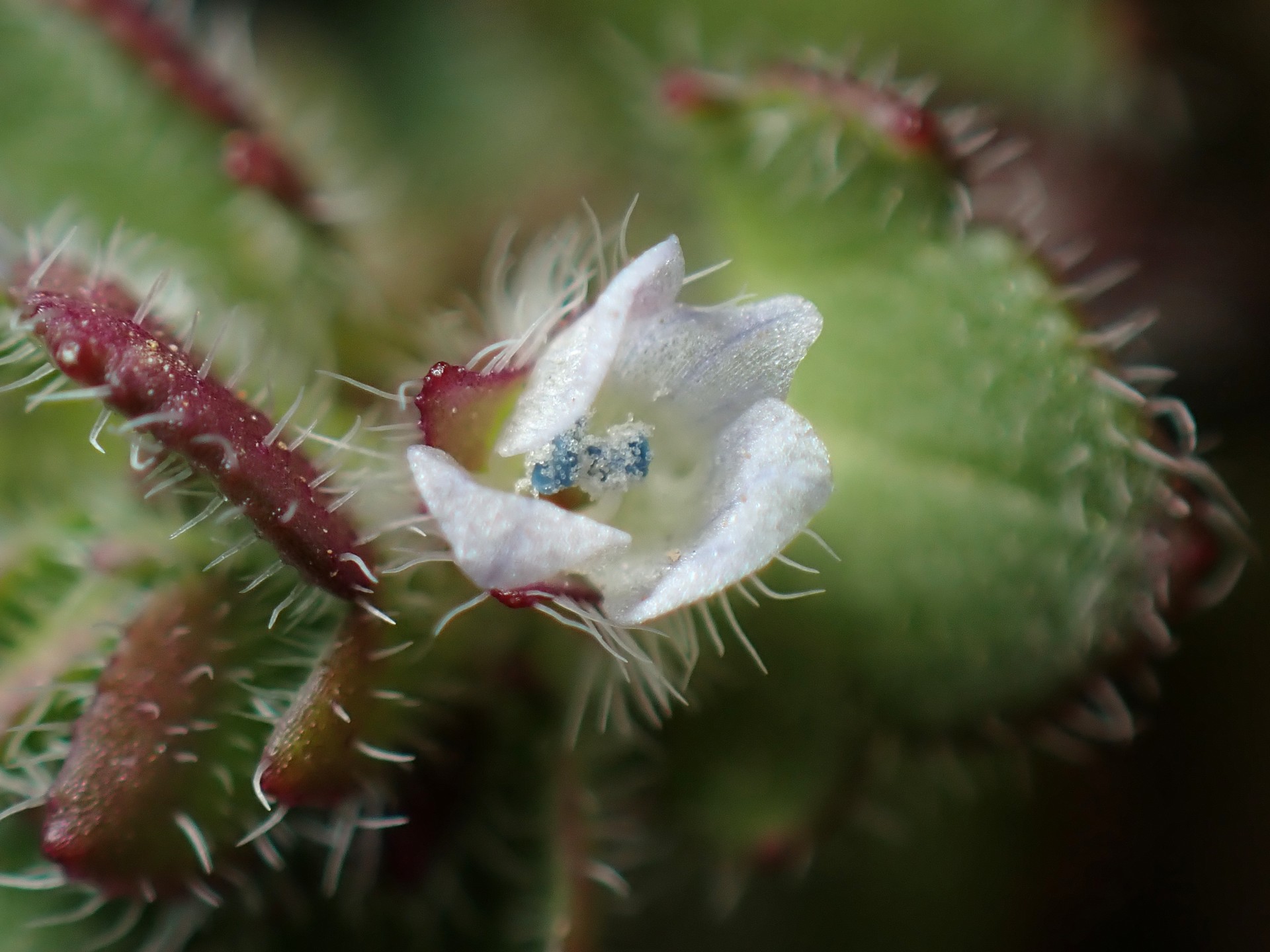 フラサバソウ の高画質写真です。横浜市で、2026年2月22日に撮影したものです。
