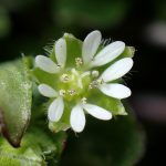 ハコベ の高画質写真です。横浜市で、2026年2月20日に撮影したものです。