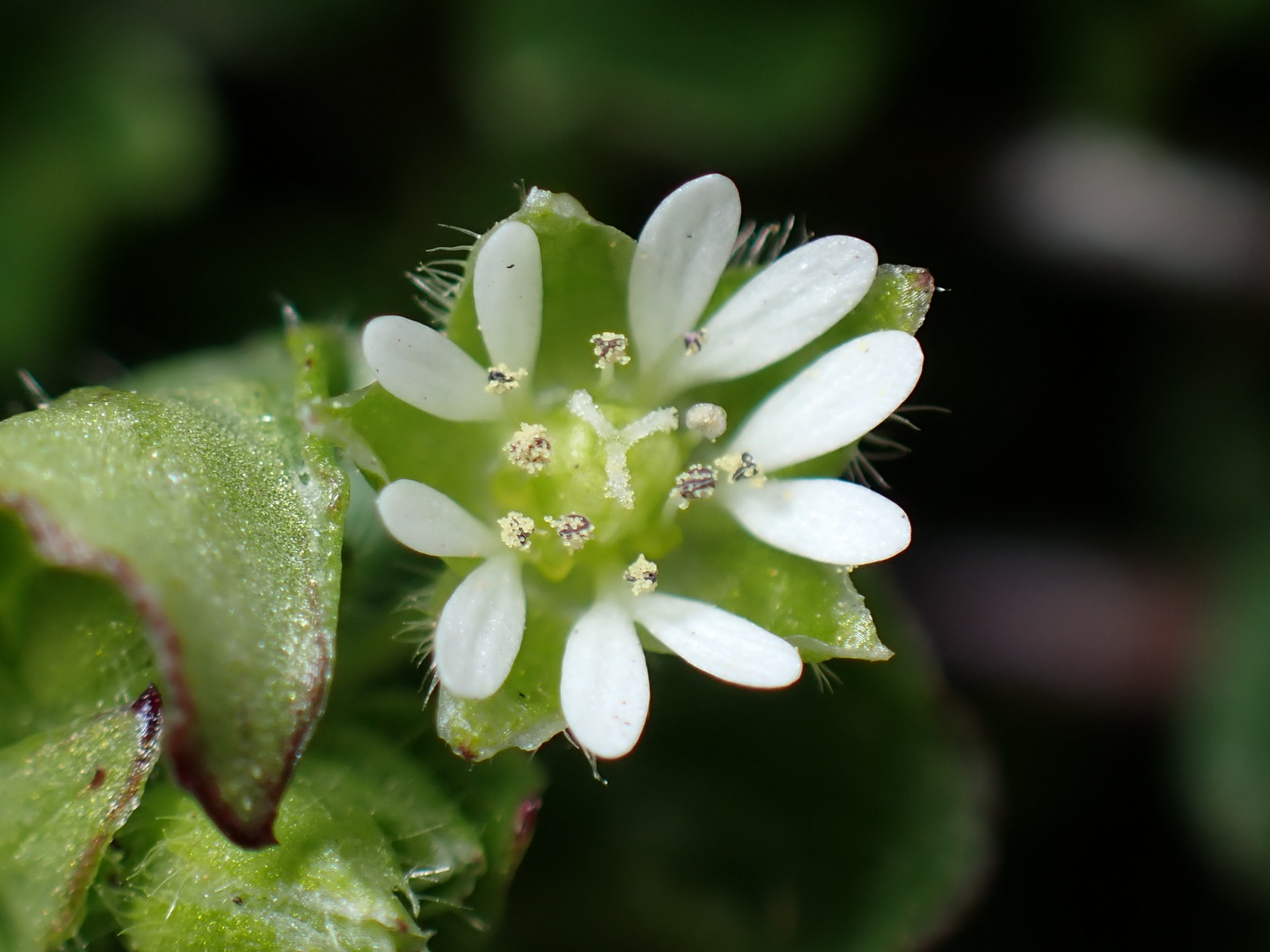 ハコベ の高画質写真です。横浜市で、2026年2月20日に撮影したものです。