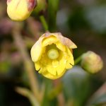 ヒイラギナンテン の高画質写真です。横浜市で、2026年2月14日に撮影したものです。