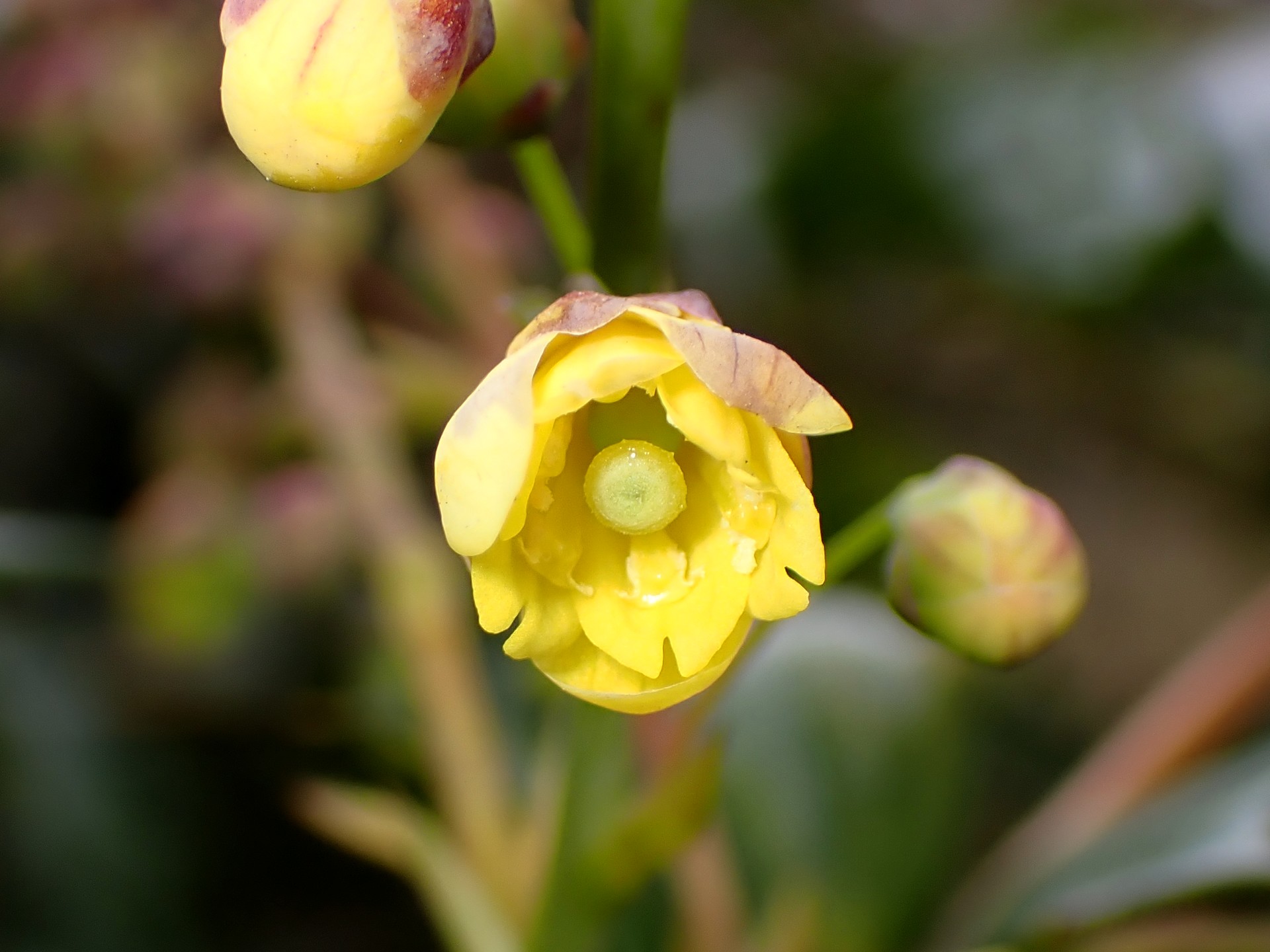 ヒイラギナンテン の高画質写真です。横浜市で、2026年2月14日に撮影したものです。