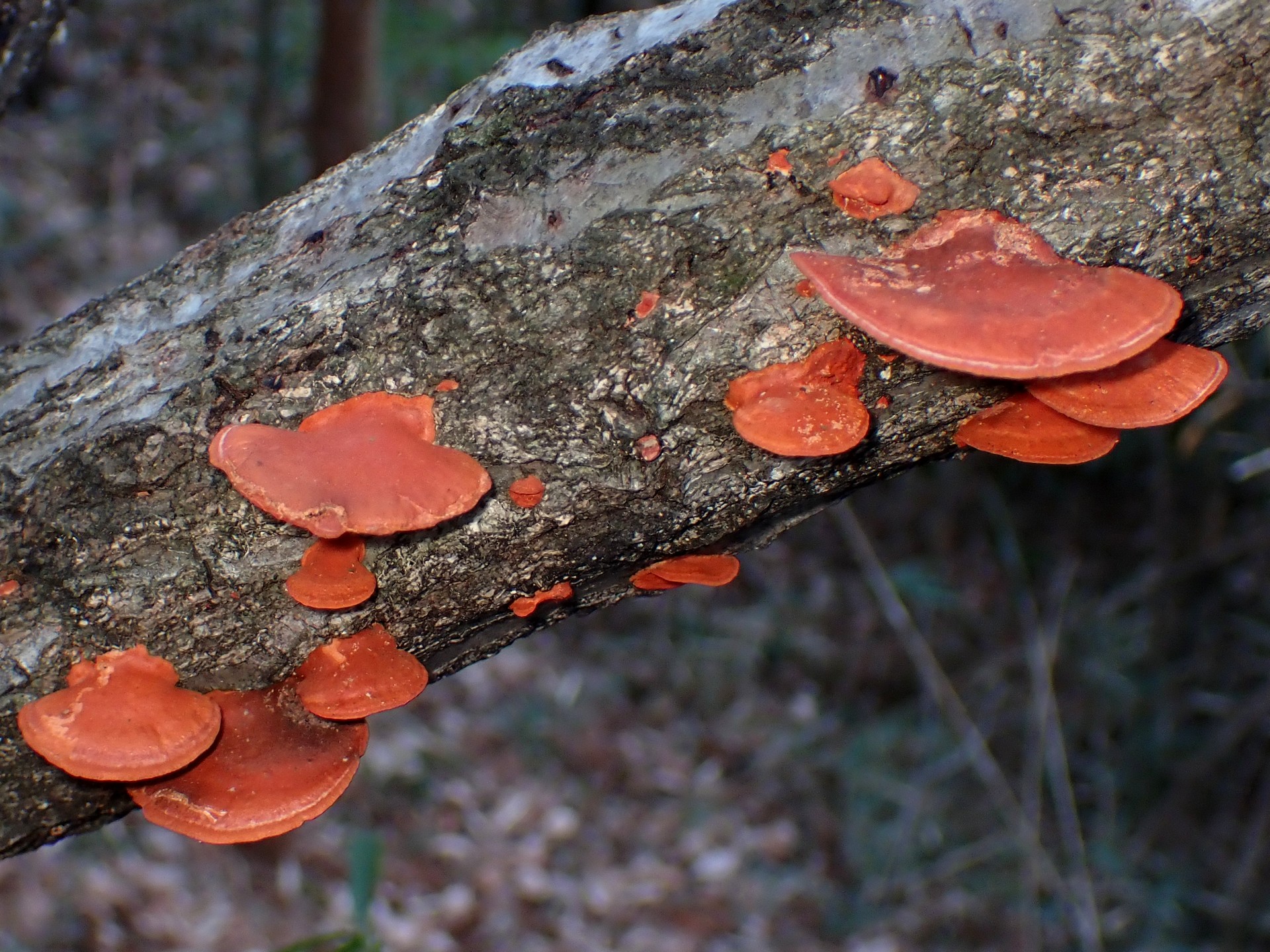 ヒイロタケ の高画質写真です。横浜市で、2026年2月3日に撮影したものです。
