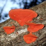 ヒイロタケ の高画質写真です。横浜市で、2026年2月3日に撮影したものです。