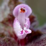 ヒメオドリコソウ の高画質写真です。横浜市で、2026年2月15日に撮影したものです。