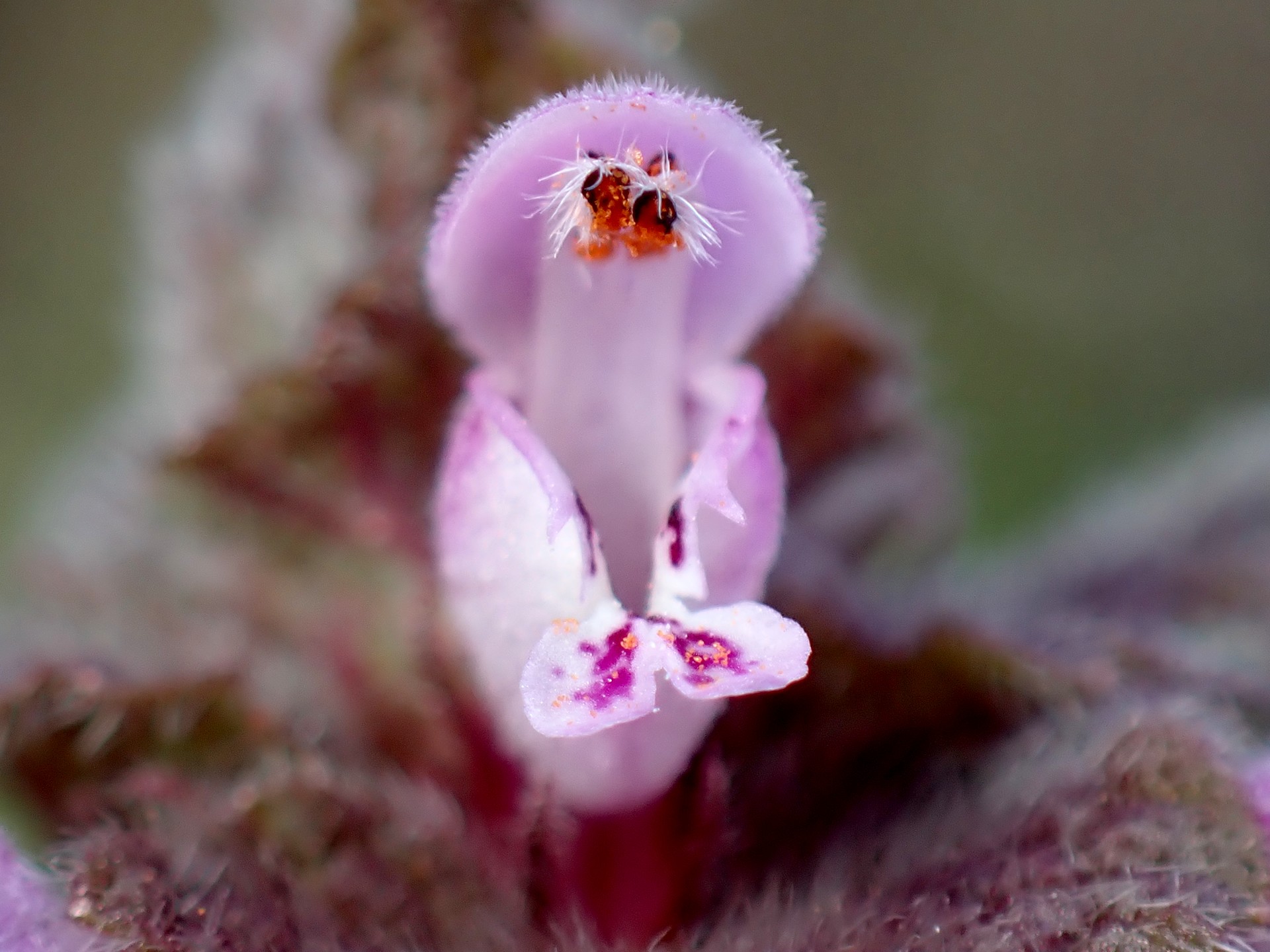ヒメオドリコソウ の高画質写真です。横浜市で、2026年2月15日に撮影したものです。