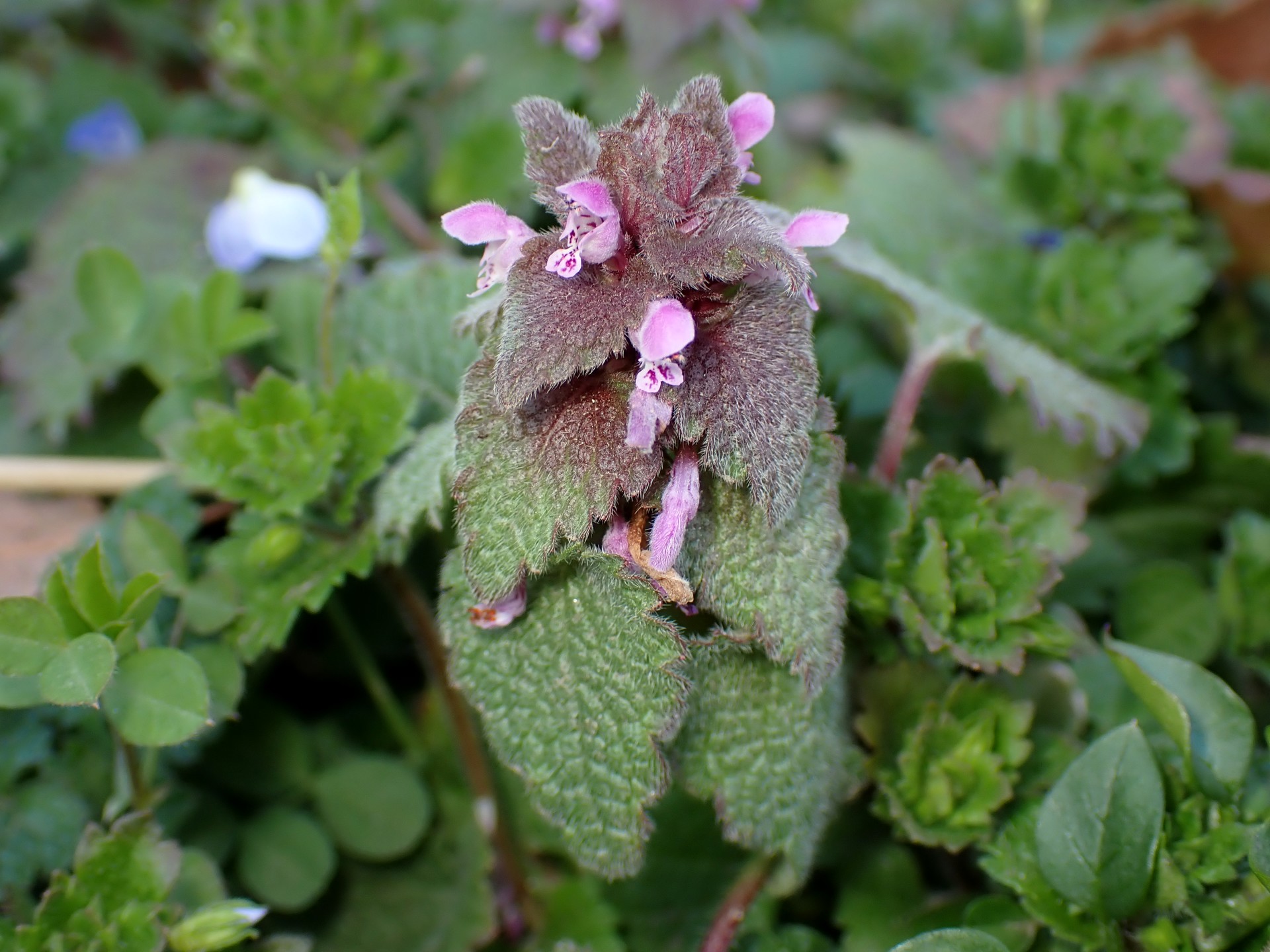 ヒメオドリコソウ の高画質写真です。横浜市で、2026年2月15日に撮影したものです。