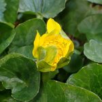 ヒメリュウキンカ の高画質写真です。横浜市で、2026年2月21日に撮影したものです。