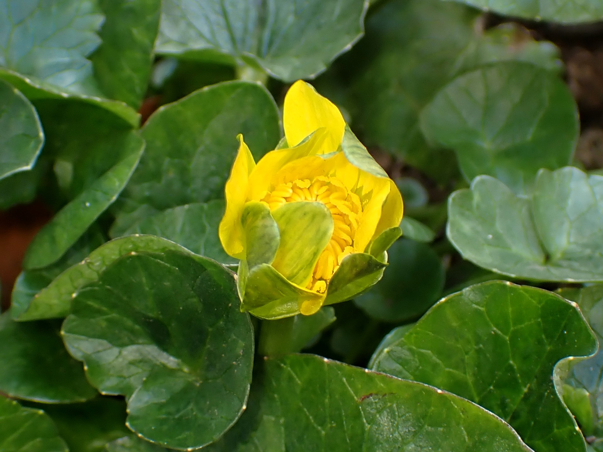 ヒメリュウキンカ の高画質写真です。横浜市で、2026年2月21日に撮影したものです。