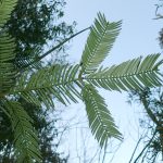 イヌガヤ の高画質写真です。横浜市で、2026年2月19日に撮影したものです。