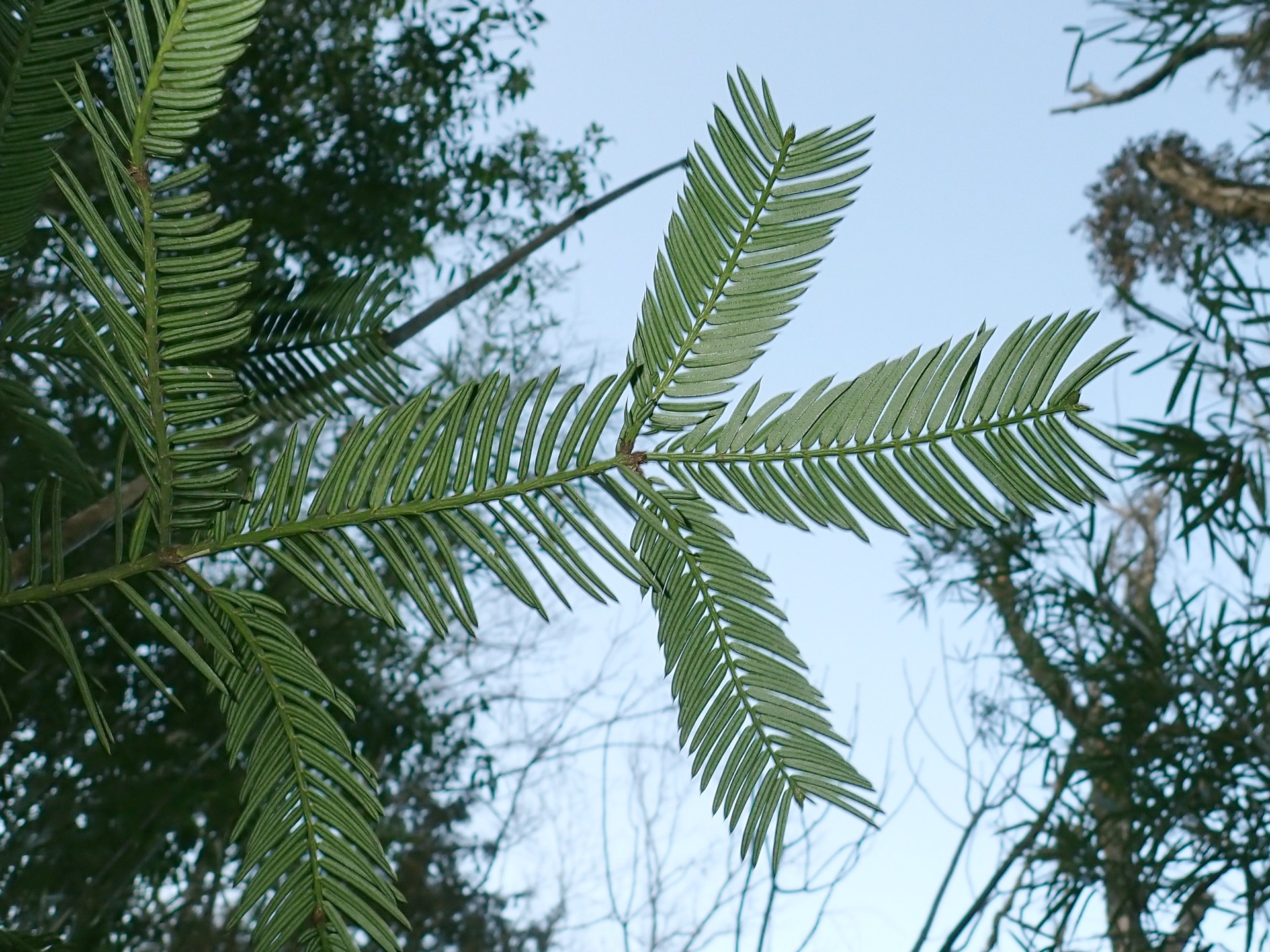 イヌガヤ の高画質写真です。横浜市で、2026年2月19日に撮影したものです。