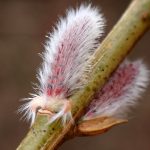 イヌコリヤナギ の高画質写真です。横浜市で、2026年2月20日に撮影したものです。