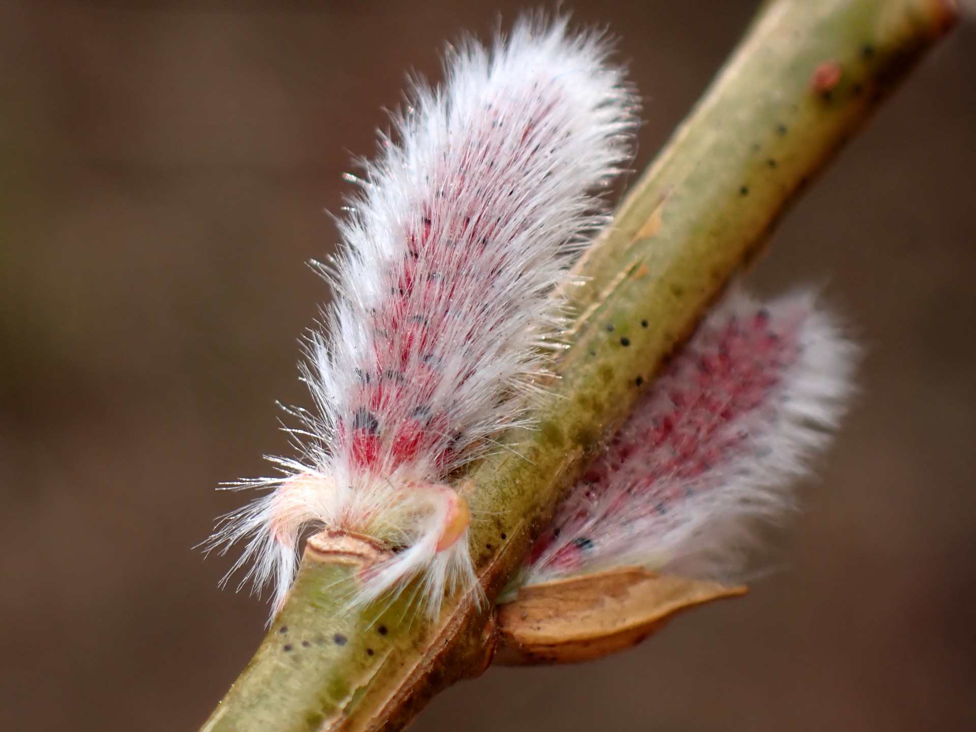 イヌコリヤナギ の高画質写真です。横浜市で、2026年2月20日に撮影したものです。
