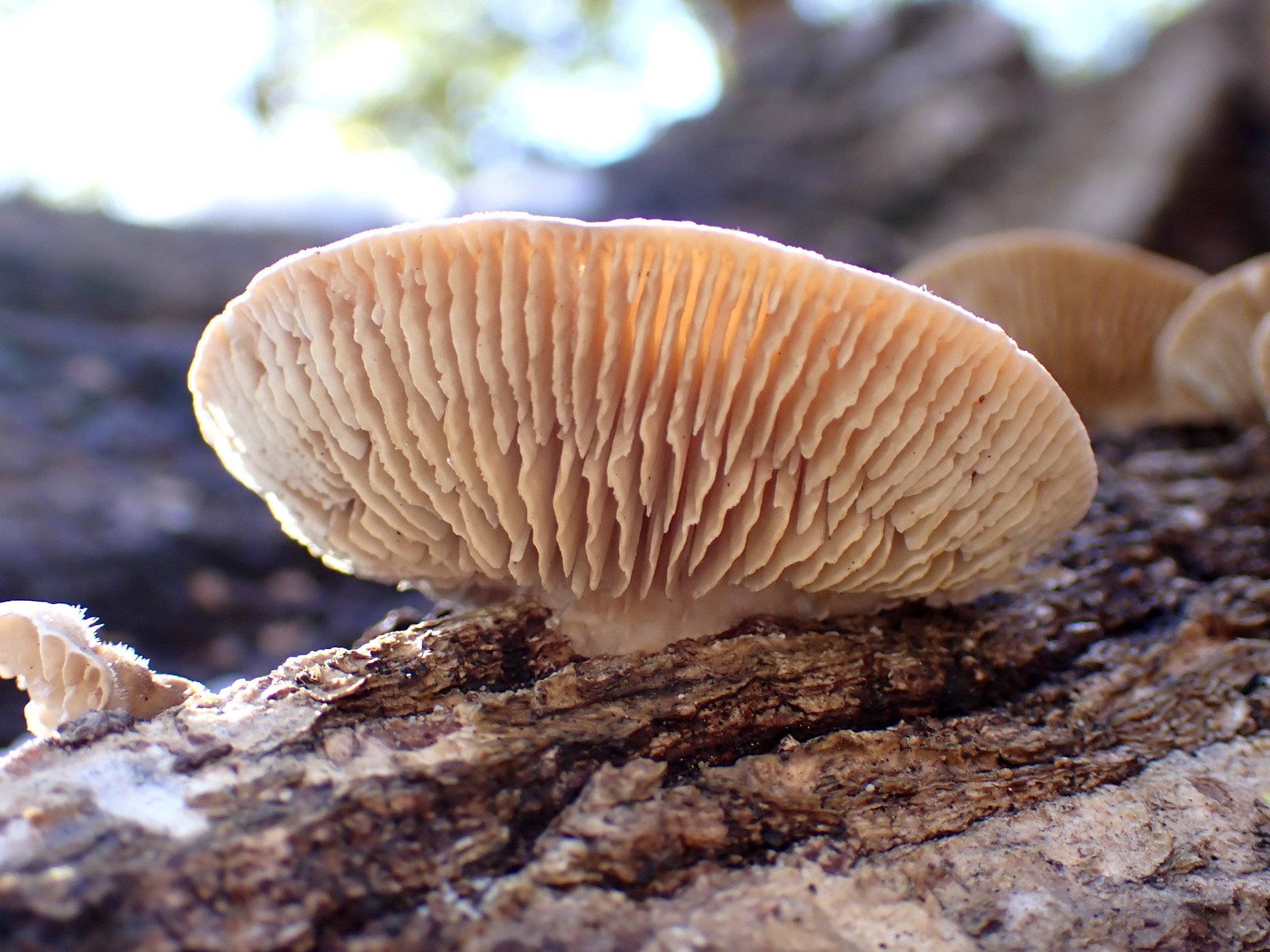 カイガラタケの高画質写真です。横浜市で、2026年2月9日に撮影したものです。