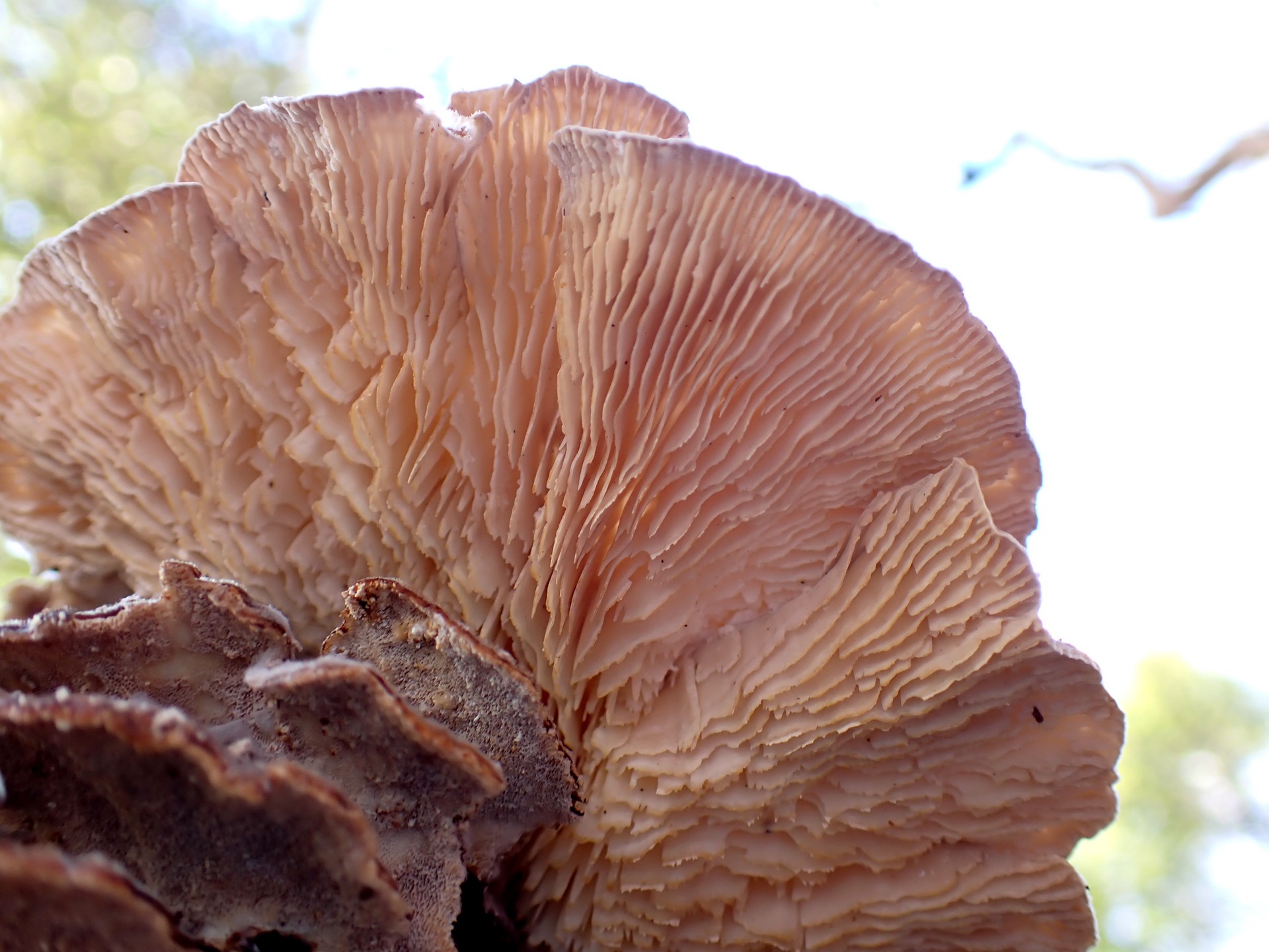 カイガラタケの高画質写真です。横浜市で、2026年2月9日に撮影したものです。