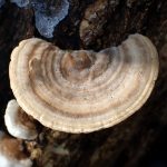 カイガラタケの高画質写真です。横浜市で、2026年2月9日に撮影したものです。