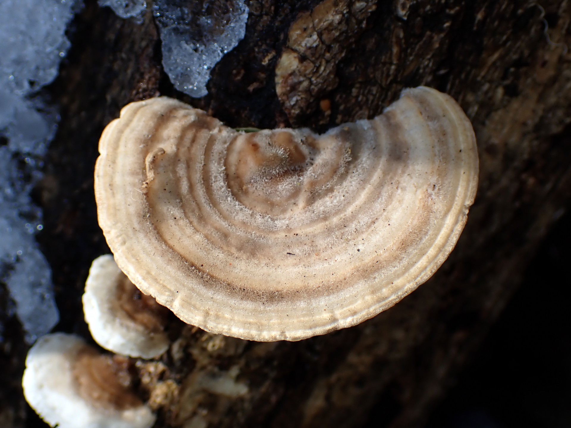 カイガラタケの高画質写真です。横浜市で、2026年2月9日に撮影したものです。