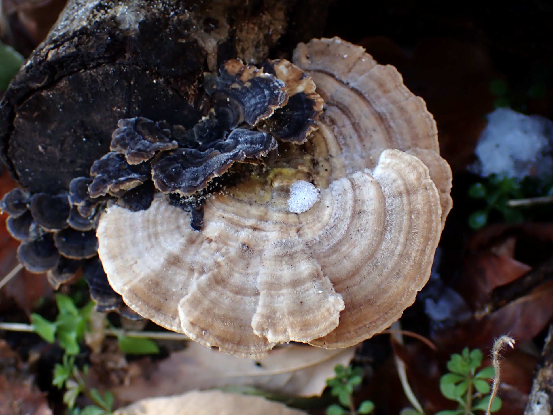 カイガラタケの高画質写真です。横浜市で、2026年2月9日に撮影したものです。