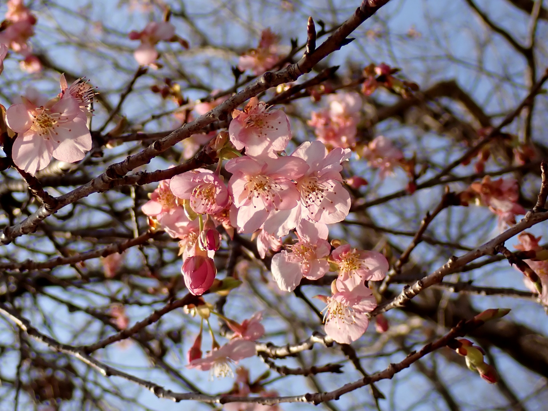 カワズザクラ の高画質写真です。横浜市で、2026年2月18日に撮影したものです。