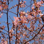 カワズザクラ の高画質写真です。横浜市で、2026年2月18日に撮影したものです。