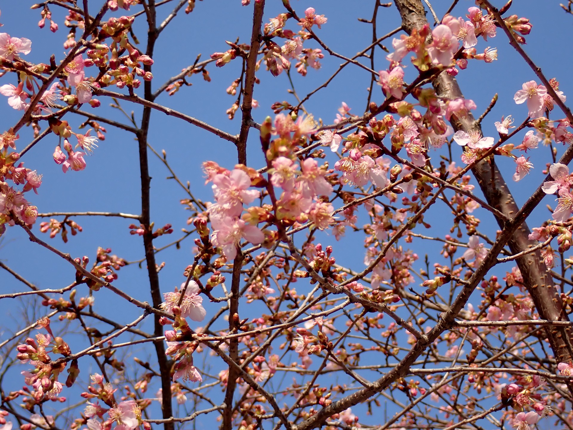カワズザクラ の高画質写真です。横浜市で、2026年2月18日に撮影したものです。