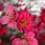 コウバイ の高画質写真です。横浜市で、2026年2月20日に撮影したものです。