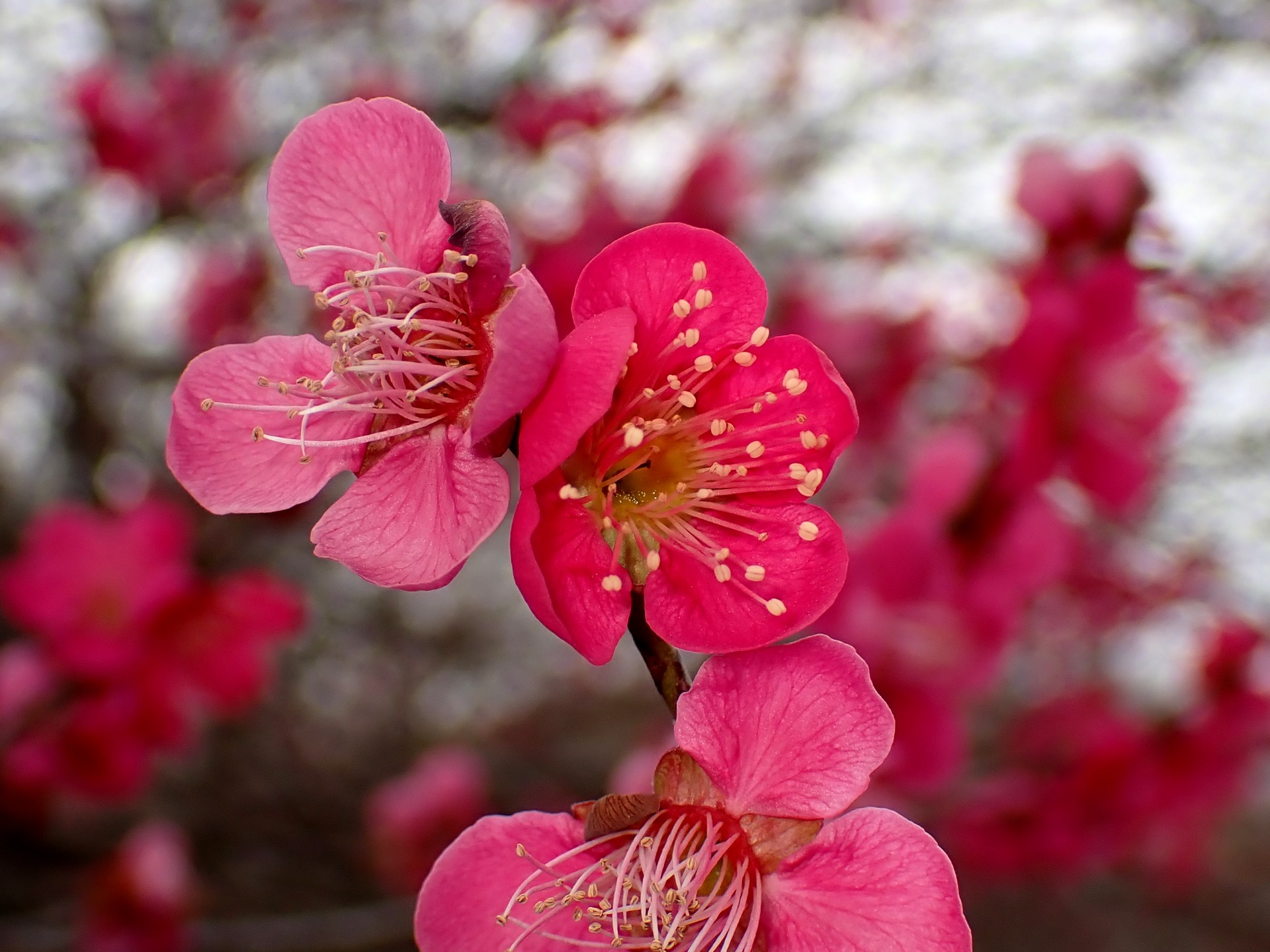 コウバイ の高画質写真です。横浜市で、2026年2月20日に撮影したものです。