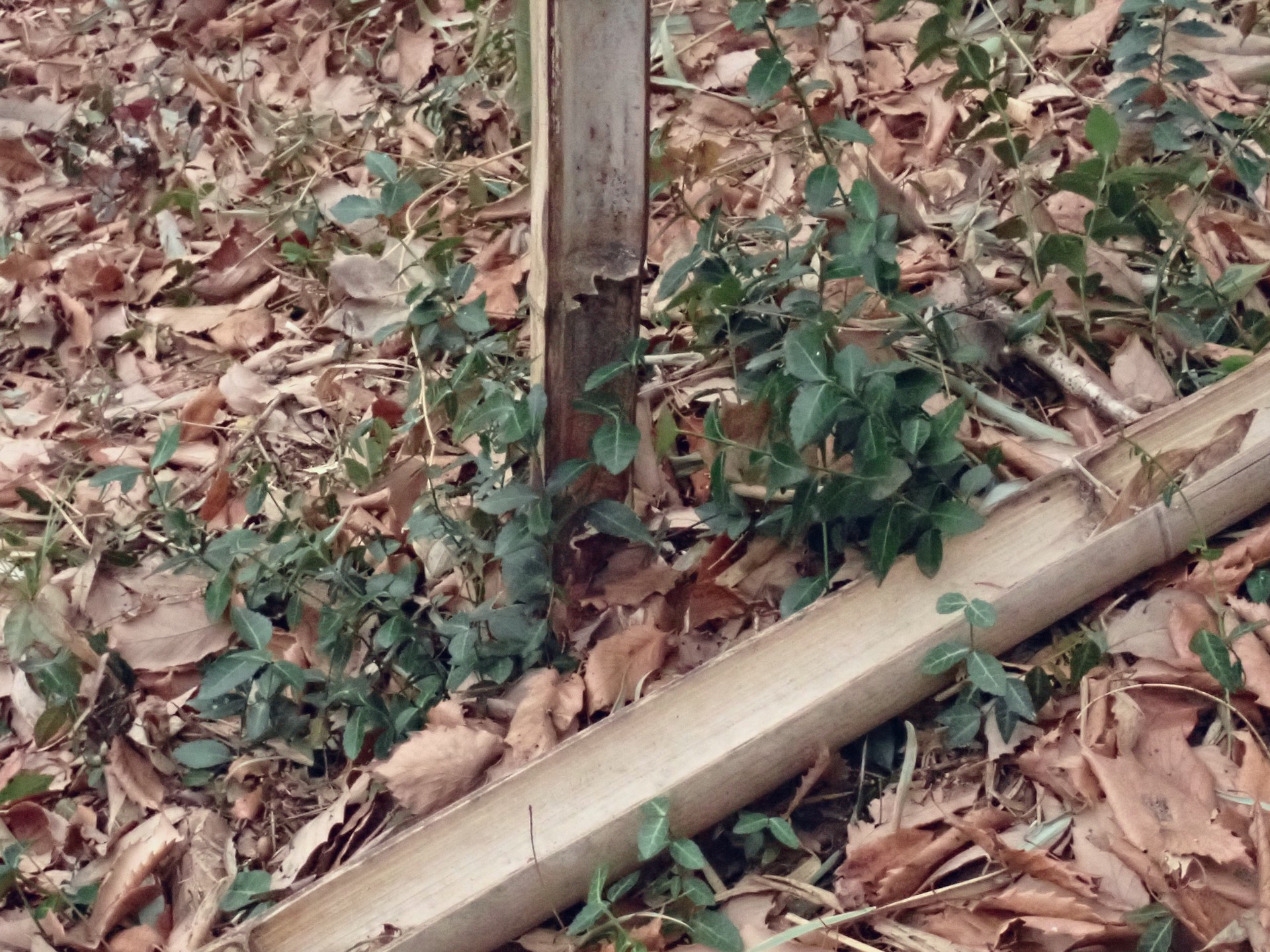 マダケ の高画質写真です。横浜市で、2026年2月16日に撮影したものです。