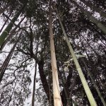 マダケ の高画質写真です。横浜市で、2026年2月16日に撮影したものです。