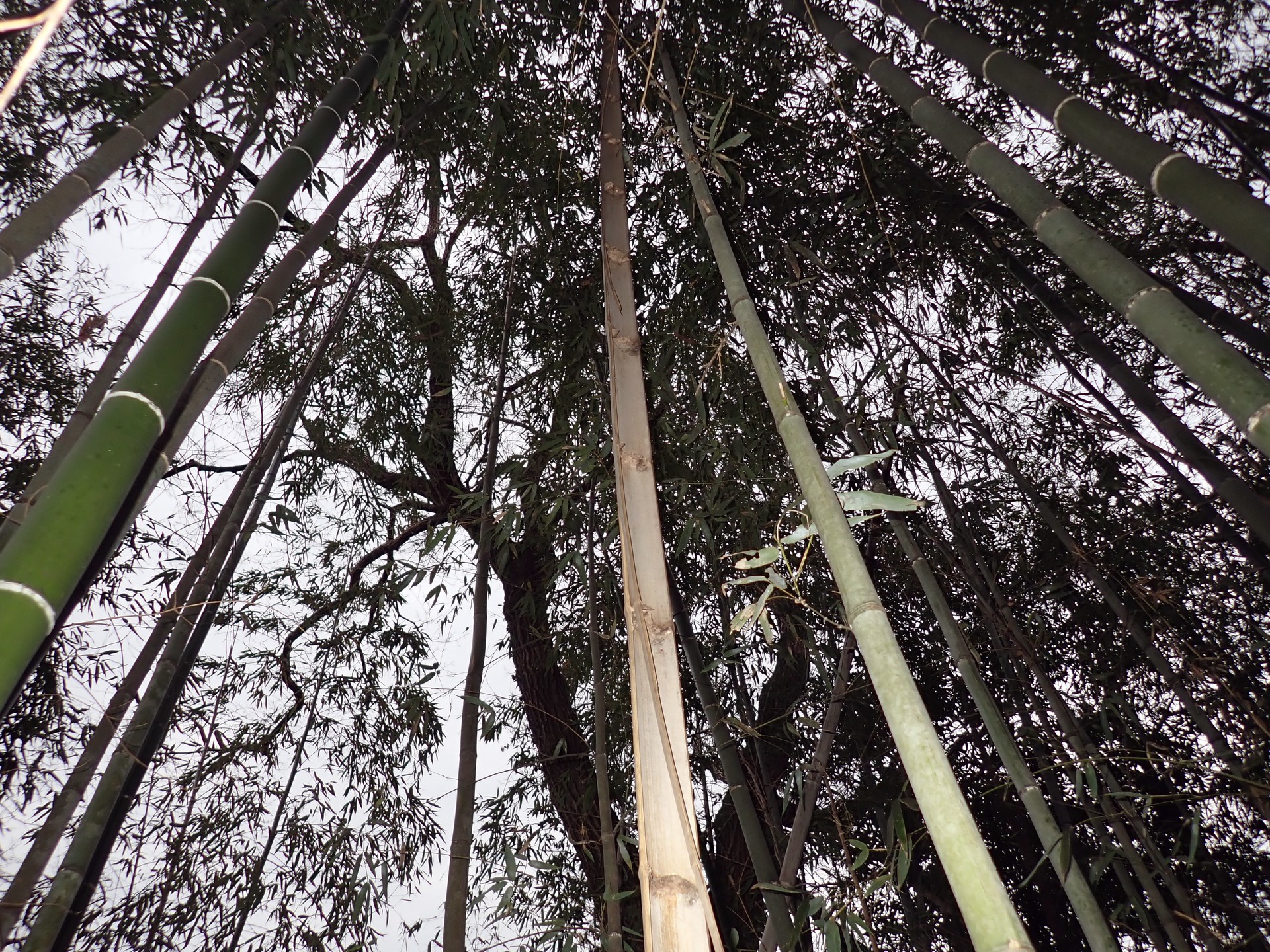 マダケ の高画質写真です。横浜市で、2026年2月16日に撮影したものです。