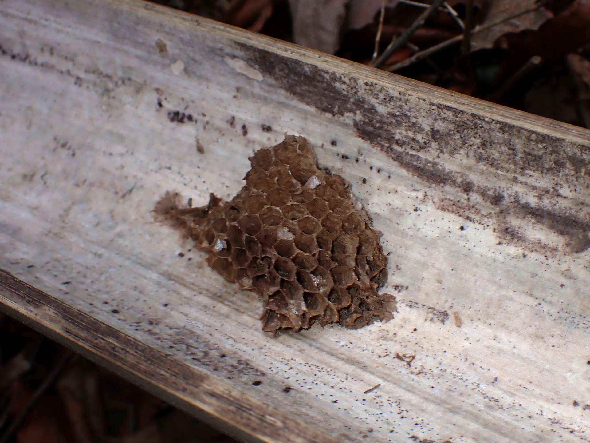 マダケ の高画質写真です。横浜市で、2026年2月16日に撮影したものです。