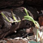 マヤランのタネ の高画質写真です。横浜市で、2026年2月1日に撮影したものです。