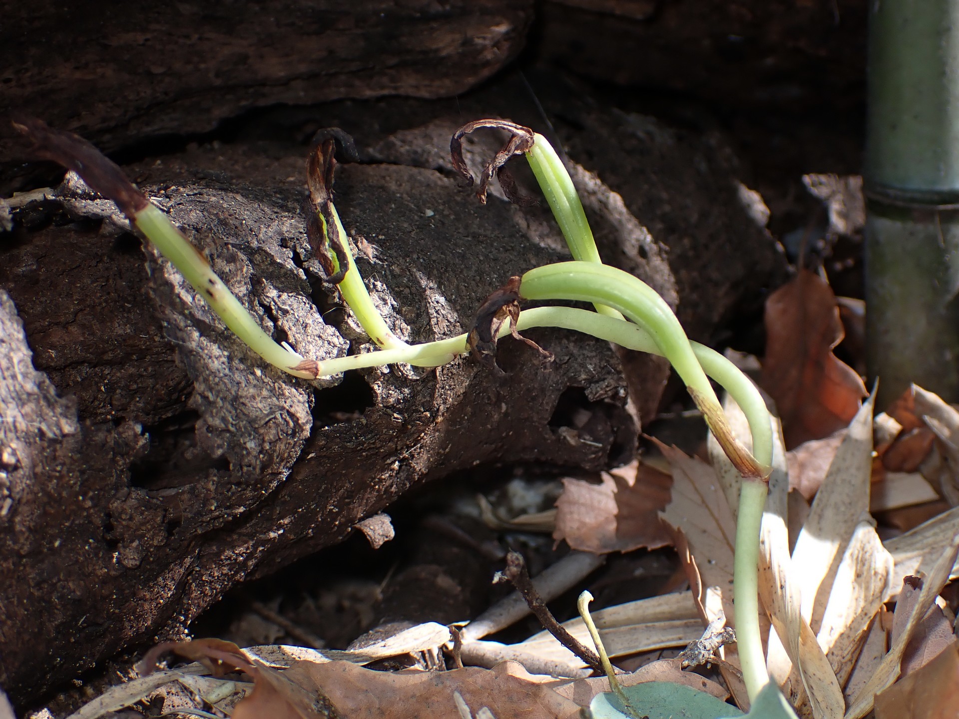 マヤランのタネ の高画質写真です。横浜市で、2026年2月1日に撮影したものです。