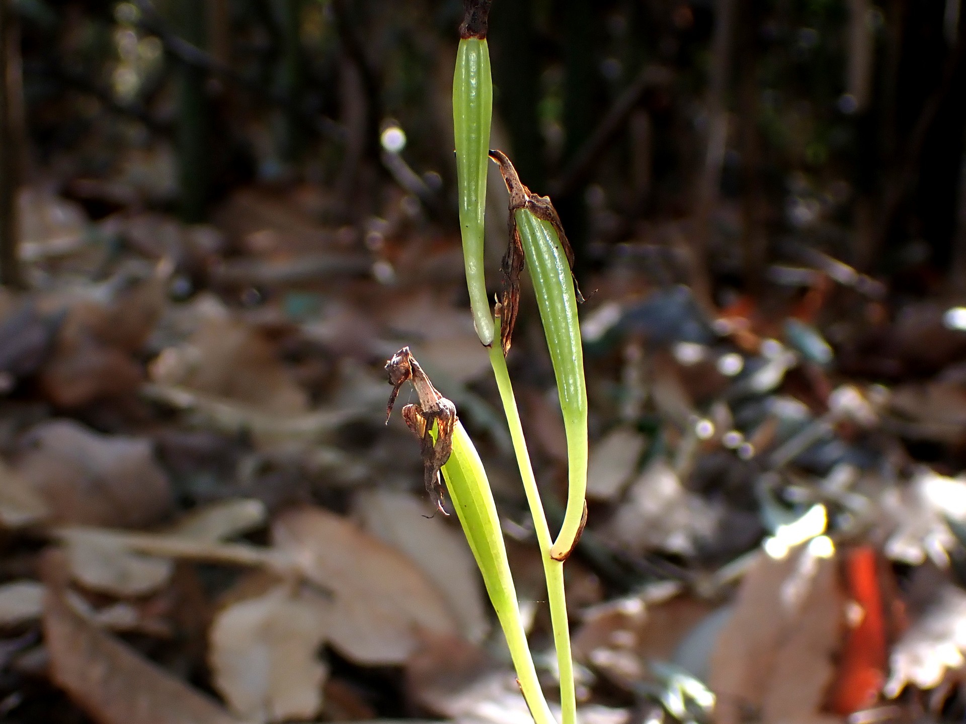 マヤランのタネ の高画質写真です。横浜市で、2026年2月1日に撮影したものです。