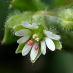 ミドリハコベ の高画質写真です。横浜市で、2026年2月23日に撮影したものです。