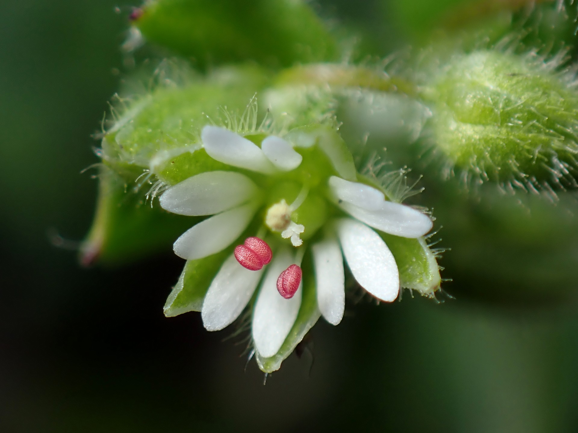 ミドリハコベ の高画質写真です。横浜市で、2026年2月23日に撮影したものです。
