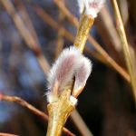 ネコヤナギ の高画質写真です。横浜市で、2026年2月4日に撮影したものです。