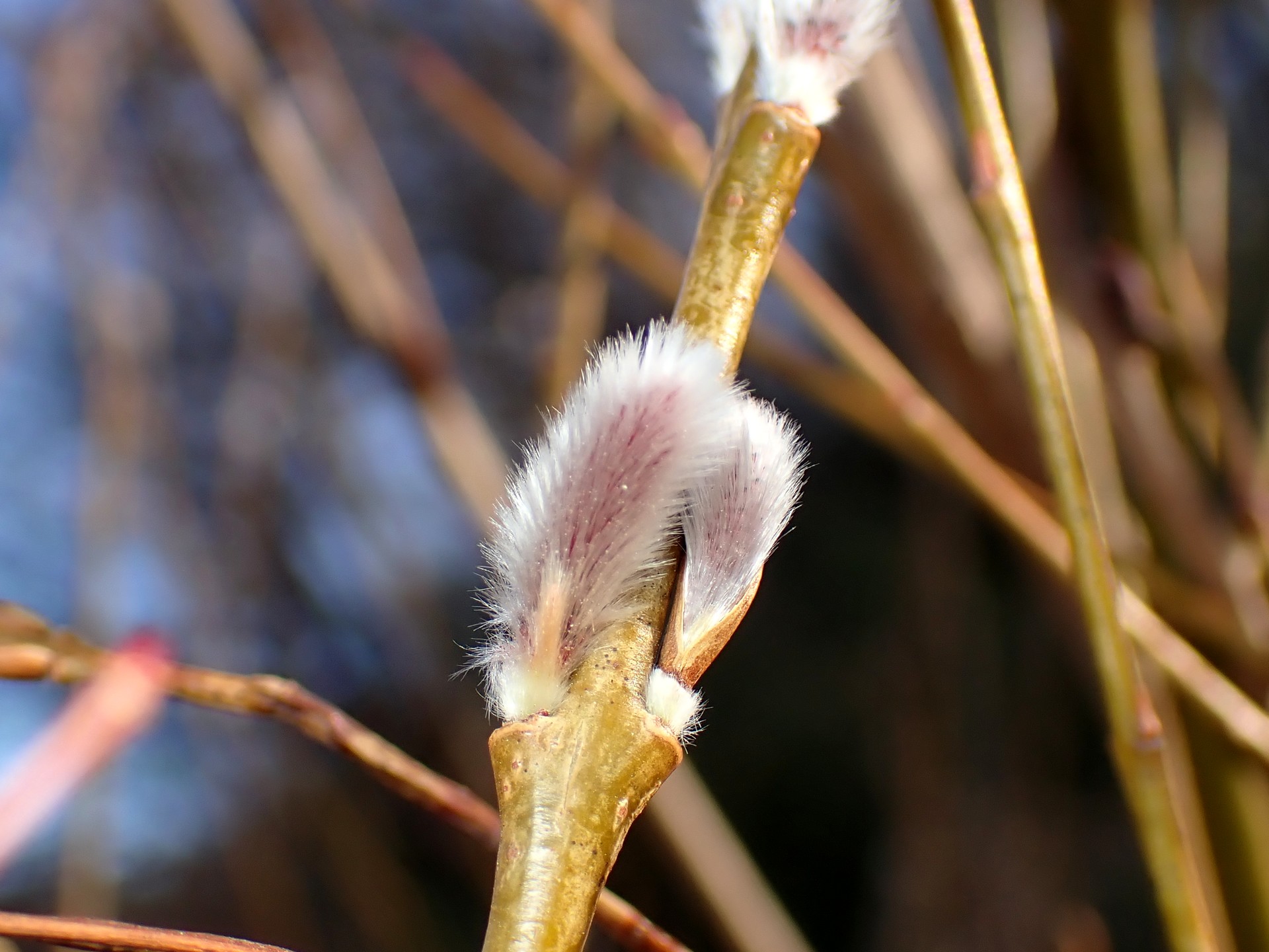 ネコヤナギ の高画質写真です。横浜市で、2026年2月4日に撮影したものです。