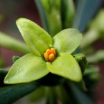 オニシバリ の高画質写真です。横浜市で、2026年2月24日に撮影したものです。