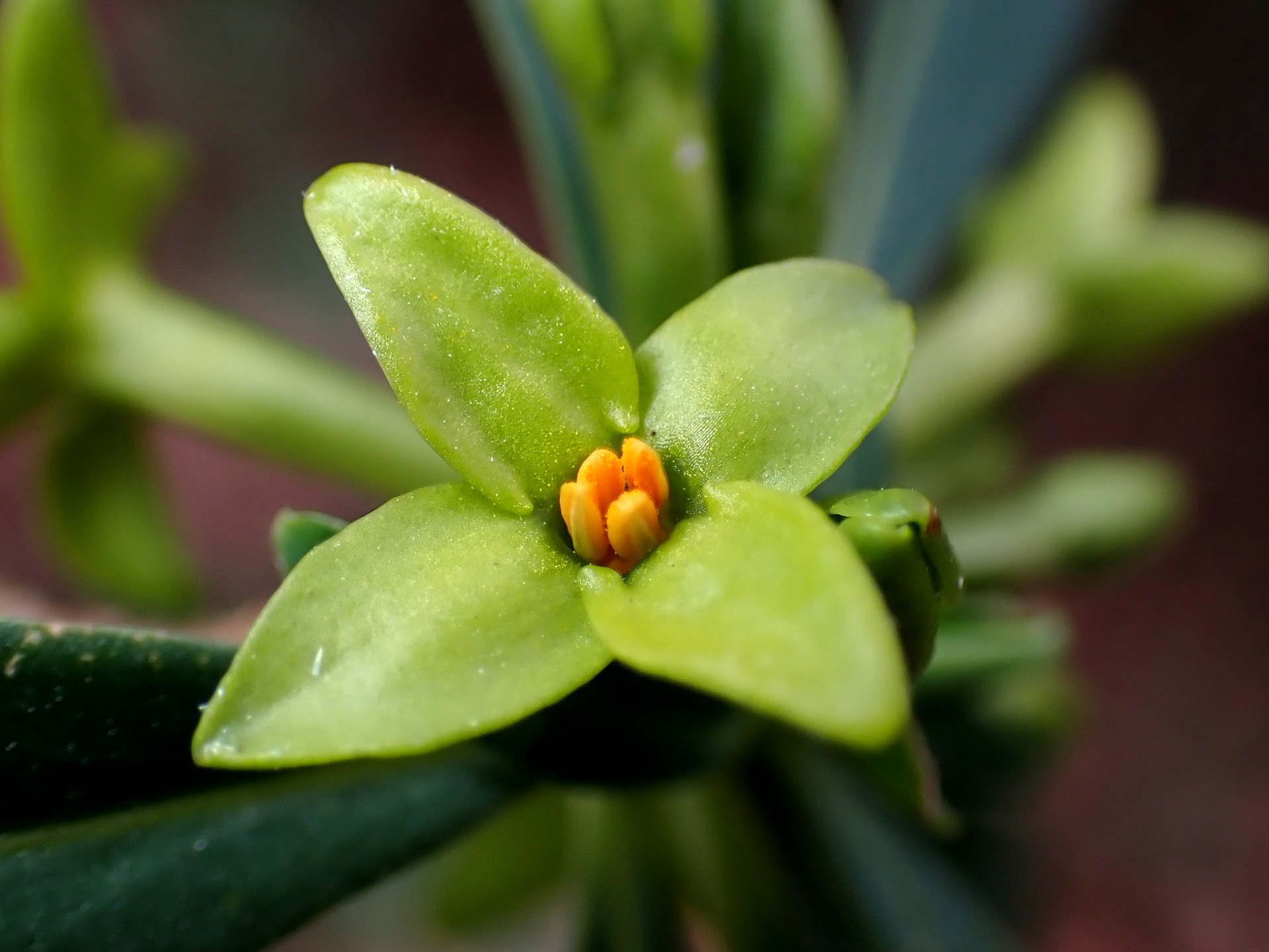 オニシバリ の高画質写真です。横浜市で、2026年2月24日に撮影したものです。