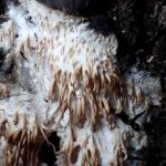 サガリハリタケの仲間 の高画質写真です。横浜市で、2026年2月2日に撮影したものです。