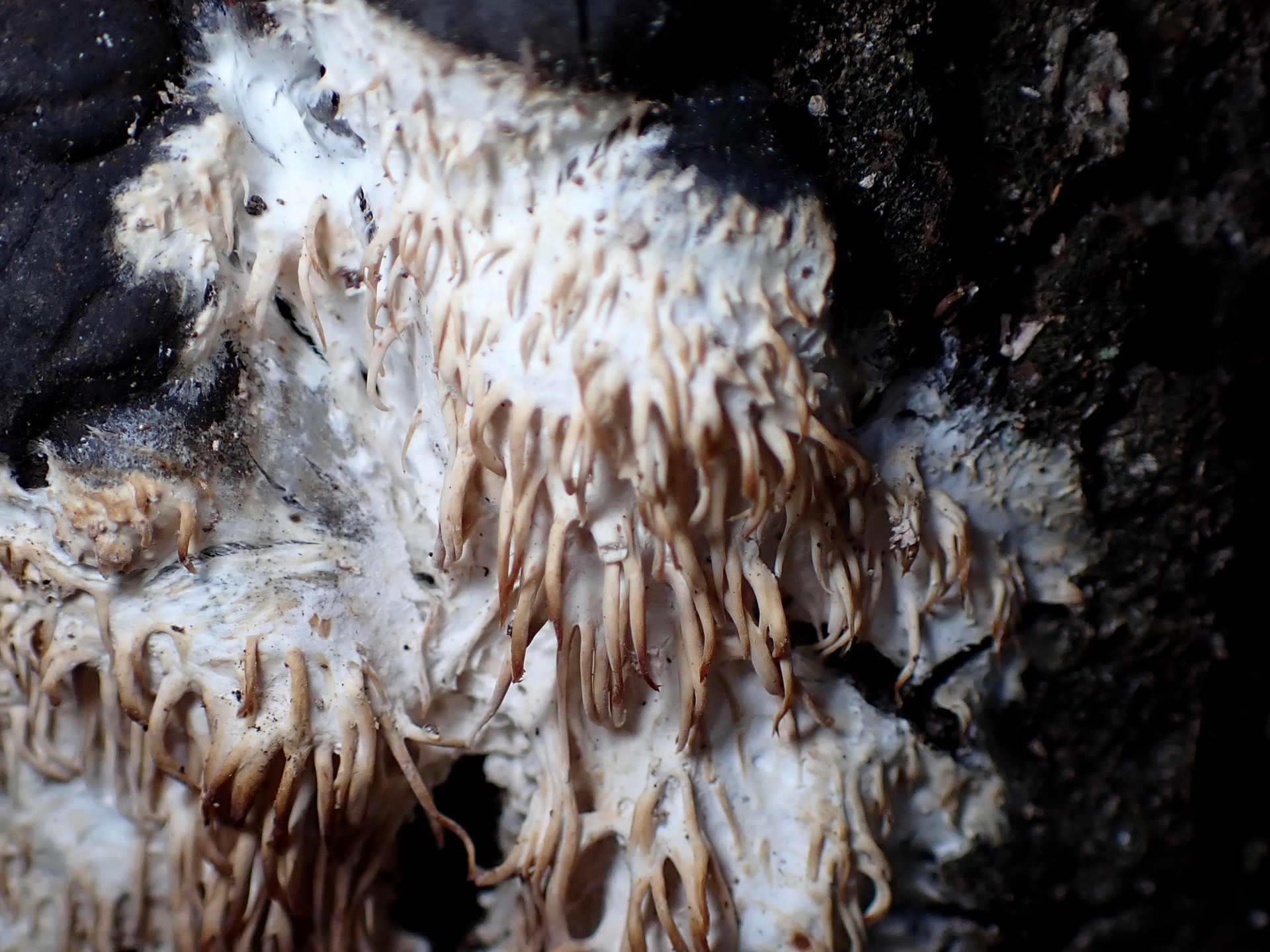 サガリハリタケの仲間 の高画質写真です。横浜市で、2026年2月2日に撮影したものです。