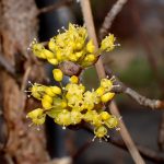 サンシュユ の高画質写真です。横浜市で、2026年2月20日に撮影したものです。