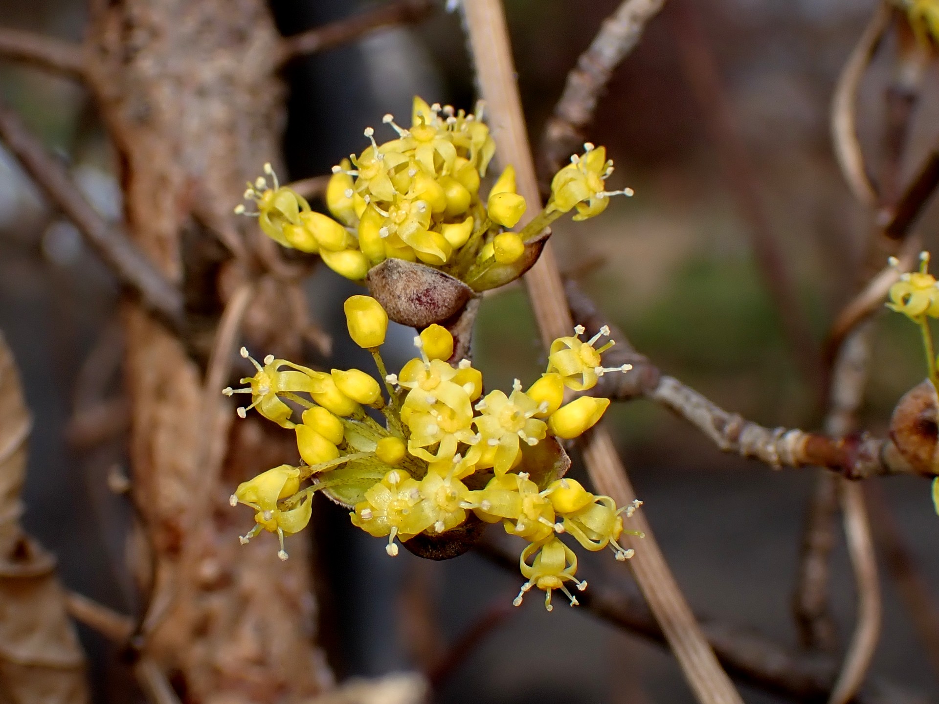 サンシュユ の高画質写真です。横浜市で、2026年2月20日に撮影したものです。