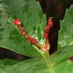 センリョウ の高画質写真です。横浜市で、2026年2月11日に撮影したものです。