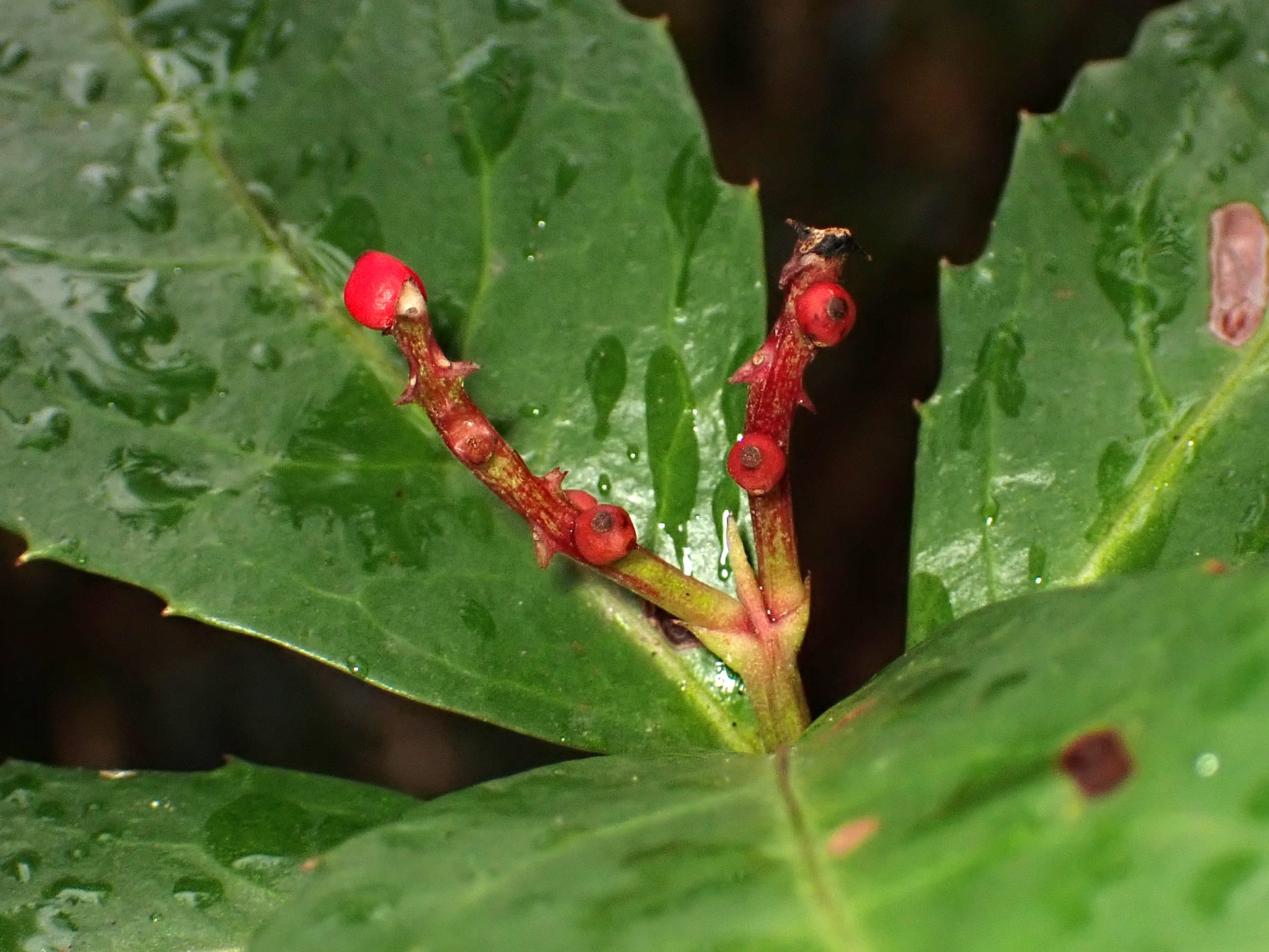 センリョウ の高画質写真です。横浜市で、2026年2月11日に撮影したものです。