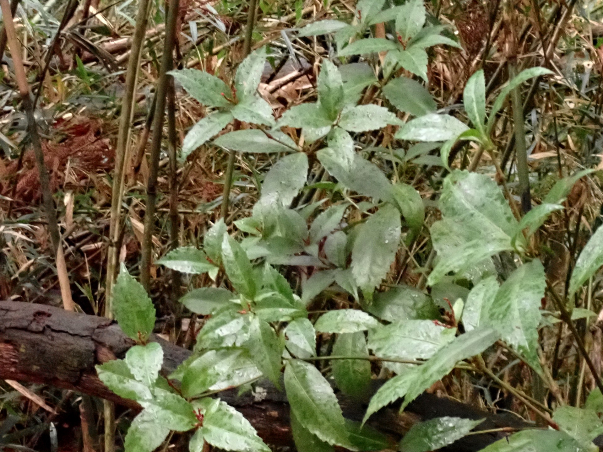 センリョウ の高画質写真です。横浜市で、2026年2月11日に撮影したものです。
